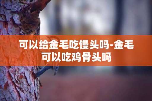 可以給金毛吃饅頭嗎-金毛可以吃雞骨頭嗎