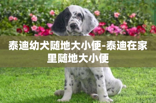 泰迪幼犬隨地大小便-泰迪在家里隨地大小便