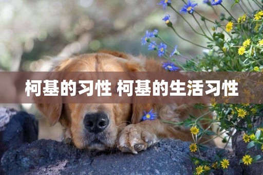 柯基的習性 柯基的生活習性