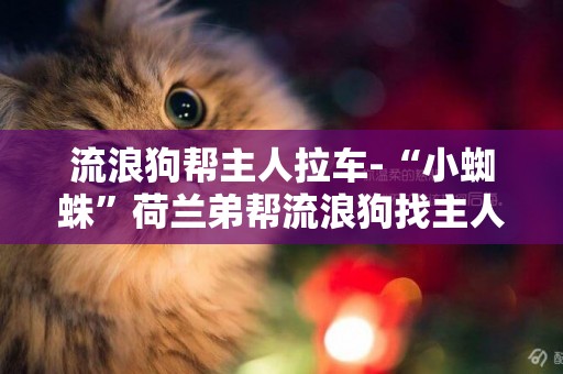 流浪狗幫主人拉車-“小蜘蛛”荷蘭弟幫流浪狗找主人