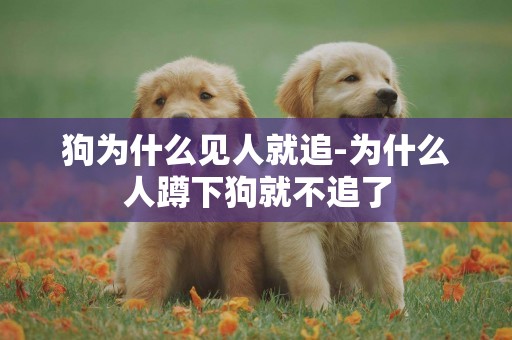 狗為什么見人就追-為什么人蹲下狗就不追了