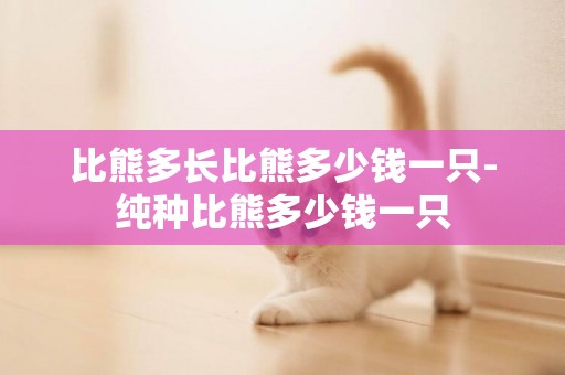 比熊多長比熊多少錢一只-純種比熊多少錢一只