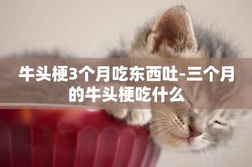 牛頭梗3個月吃東西吐-三個月的牛頭梗吃什么