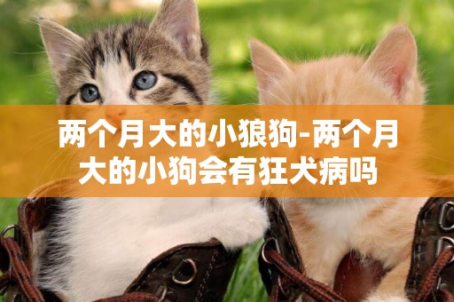 兩個月大的小狼狗-兩個月大的小狗會有狂犬病嗎