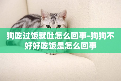 狗吃過飯就吐怎么回事-狗狗不好好吃飯是怎么回事