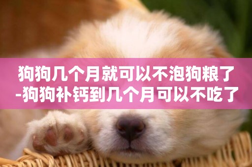 狗狗幾個月就可以不泡狗糧了-狗狗補鈣到幾個月可以不吃了