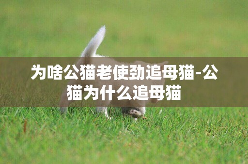 為啥公貓老使勁追母貓-公貓為什么追母貓