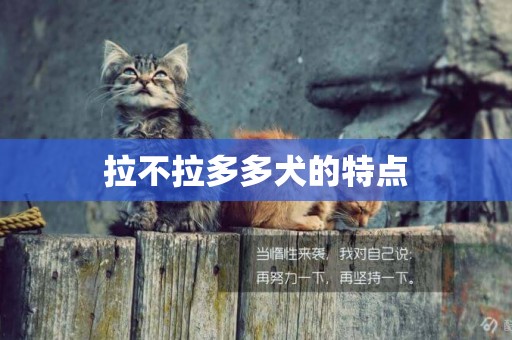 拉不拉多多犬的特點