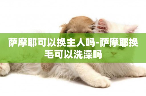 薩摩耶可以換主人嗎-薩摩耶換毛可以洗澡嗎
