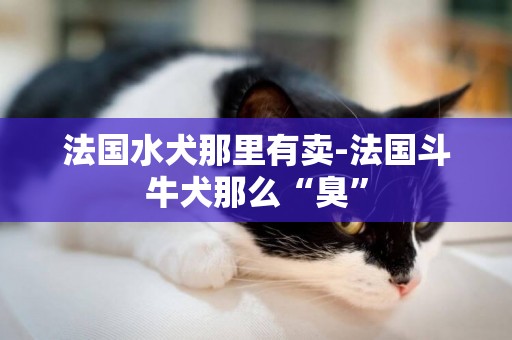 法國水犬那里有賣-法國斗牛犬那么“臭”