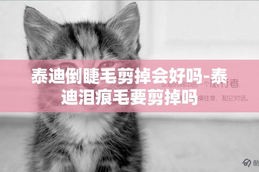 泰迪倒睫毛剪掉會好嗎-泰迪淚痕毛要剪掉嗎