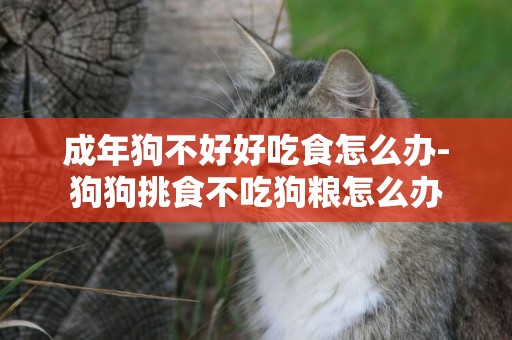 成年狗不好好吃食怎么辦-狗狗挑食不吃狗糧怎么辦
