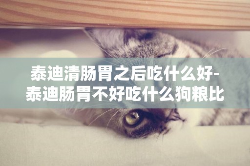 泰迪清腸胃之后吃什么好-泰迪腸胃不好吃什么狗糧比較好