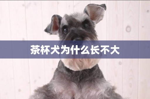 茶杯犬為什么長不大