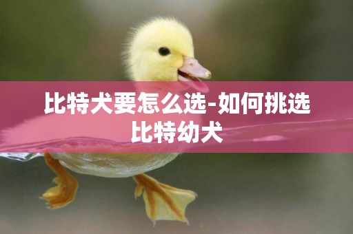 比特犬要怎么選-如何挑選比特幼犬
