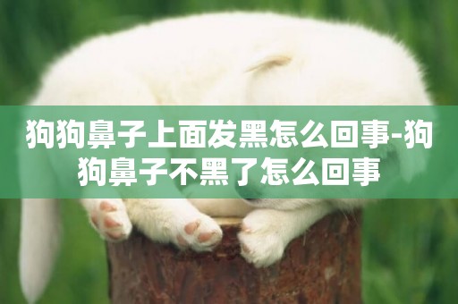 狗狗鼻子上面發黑怎么回事-狗狗鼻子不黑了怎么回事