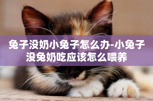 兔子沒奶小兔子怎么辦-小兔子沒兔奶吃應該怎么喂養