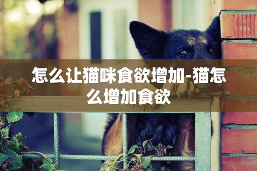 怎么讓貓咪食欲增加-貓怎么增加食欲