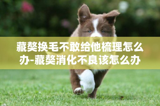 藏獒換毛不敢給他梳理怎么辦-藏獒消化不良該怎么辦