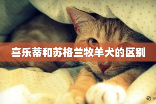 喜樂蒂和蘇格蘭牧羊犬的區別
