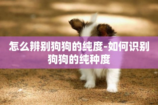 怎么辨別狗狗的純度-如何識別狗狗的純種度