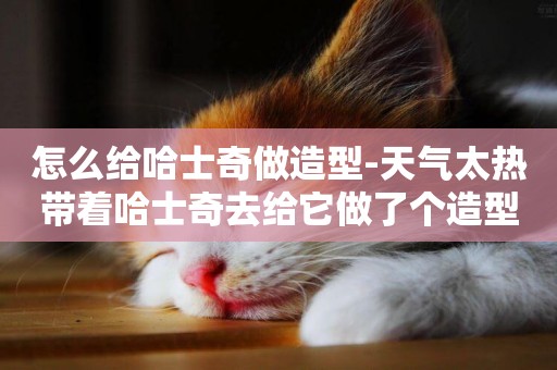 怎么給哈士奇做造型-天氣太熱帶著哈士奇去給它做了個造型