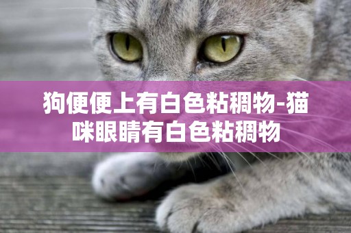 狗便便上有白色粘稠物-貓咪眼睛有白色粘稠物