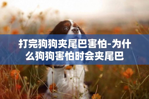 打完狗狗夾尾巴害怕-為什么狗狗害怕時會夾尾巴