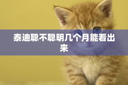 泰迪聰不聰明幾個月能看出來