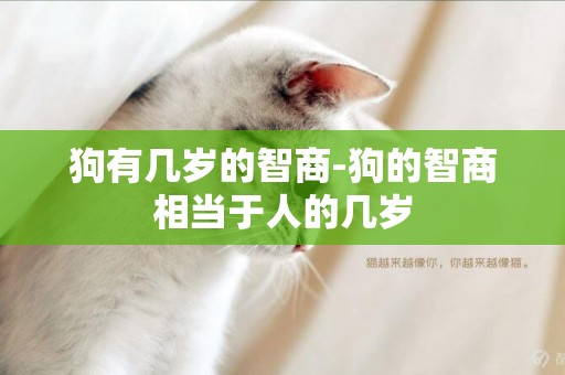 狗有幾歲的智商-狗的智商相當于人的幾歲