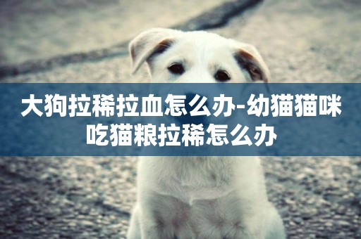 大狗拉稀拉血怎么辦-幼貓貓咪吃貓糧拉稀怎么辦