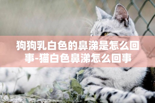 狗狗乳白色的鼻涕是怎么回事-貓白色鼻涕怎么回事