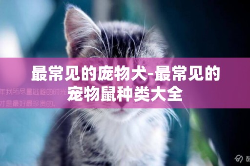最常見的龐物犬-最常見的寵物鼠種類大全