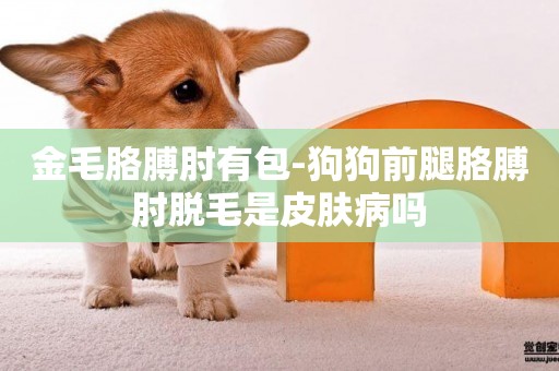 金毛胳膊肘有包-狗狗前腿胳膊肘脫毛是皮膚病嗎