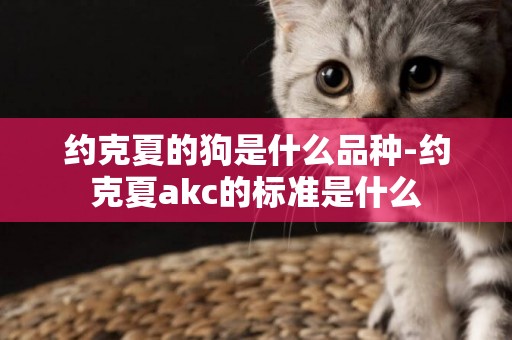 約克夏的狗是什么品種-約克夏akc的標準是什么