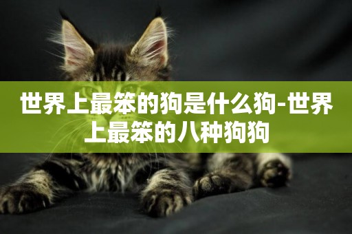 世界上最笨的狗是什么狗-世界上最笨的八種狗狗