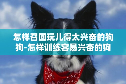 怎樣召回玩兒得太興奮的狗狗-怎樣訓練容易興奮的狗狗