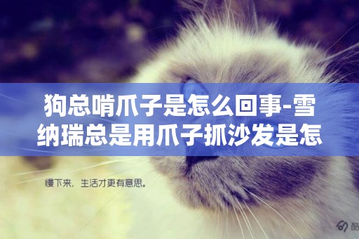 狗總啃爪子是怎么回事-雪納瑞總是用爪子抓沙發是怎么回事