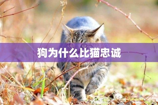 狗為什么比貓忠誠