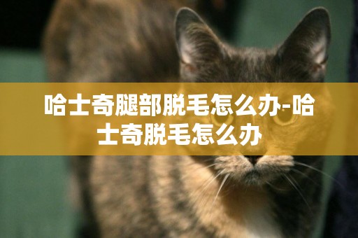 哈士奇腿部脫毛怎么辦-哈士奇脫毛怎么辦