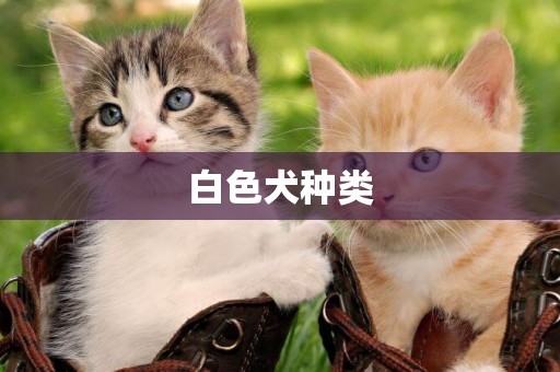 白色犬種類