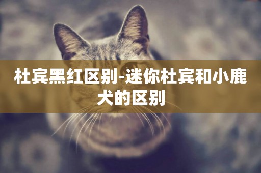 杜賓黑紅區別-迷你杜賓和小鹿犬的區別