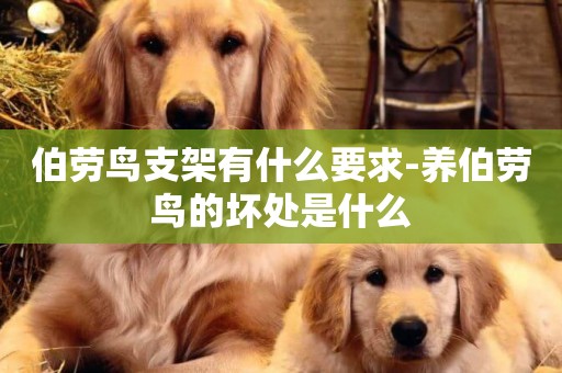 伯勞鳥支架有什么要求-養伯勞鳥的壞處是什么