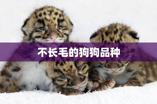 不長毛的狗狗品種