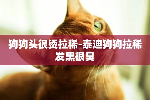 狗狗頭很燙拉稀-泰迪狗狗拉稀發黑很臭
