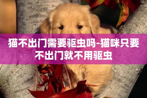 貓不出門需要驅蟲嗎-貓咪只要不出門就不用驅蟲