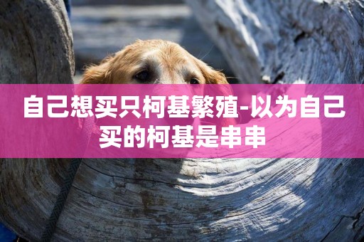 自己想買只柯基繁殖-以為自己買的柯基是串串