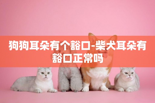 狗狗耳朵有個豁口-柴犬耳朵有豁口正常嗎