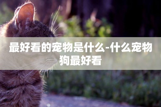最好看的寵物是什么-什么寵物狗最好看