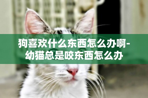 狗喜歡什么東西怎么辦啊-幼貓總是咬東西怎么辦